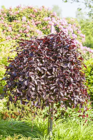 Fagus sylvatica 'Purpurea Pendula' - STDS 6-8 CM C20 FEATHERED - image 1