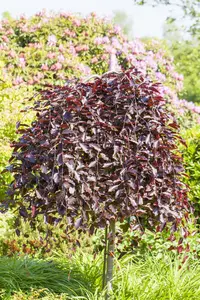 Fagus sylvatica 'Purpurea Pendula' - STDS 6-8 CM C20 FEATHERED - image 1