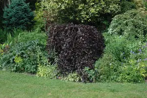 Fagus sylvatica 'Purpurea Pendula' - 1.5 Ltr pot - image 3