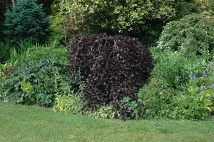 Fagus sylvatica 'Purpurea Pendula' - STDS 6-8 CM C20 FEATHERED - image 2