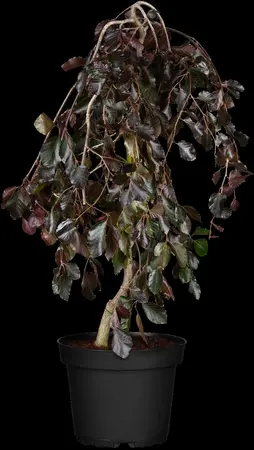 Fagus sylvatica 'Purpurea Pendula' - 125-150 CM RB - image 2