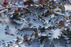 Fagus sylvatica 'Rohan Green Weeping' - 1/2 STDS C12 - image 2