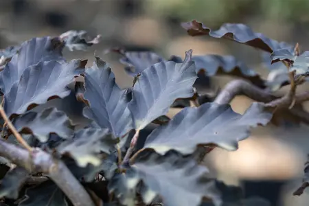 Fagus sylvatica 'Rohan Weeping' - 1/2 STDS C12 - image 2