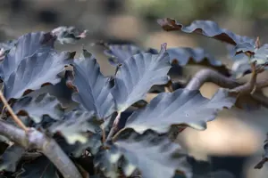 Fagus sylvatica 'Rohan Weeping' - 1/2 STDS C12 - image 2
