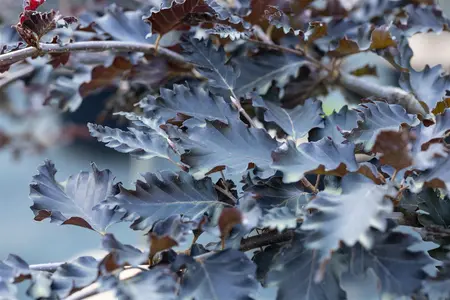 Fagus sylvatica 'Rohan Weeping' - 1/2 STDS C12 - image 3