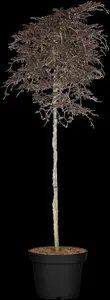Fagus sylvatica 'Rohan Weeping'
