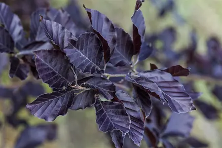 Fagus sylvatica 'Spaethiana' - 175-200 CM RB
