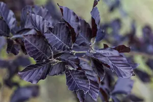 Fagus sylvatica 'Spaethiana'