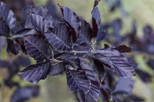 Fagus sylvatica 'Spaethiana'
