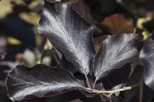 Fagus sylvatica 'Swat Magret'