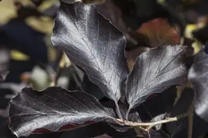 Fagus sylvatica 'Swat Magret' - STDS 10-12 CM RB