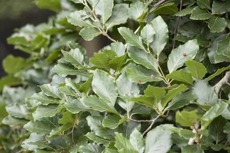 Fagus sylvatica'Tortuosa' - HO 8-10 CM FEATHERED RB