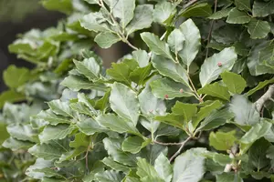 Fagus sylvatica'Tortuosa'