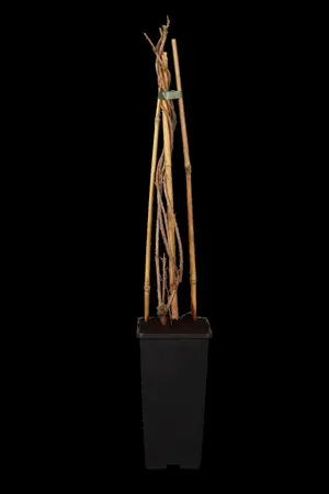 Fallopia aubertii - 2 Ltr, single cane - image 1