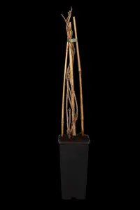 Fallopia aubertii