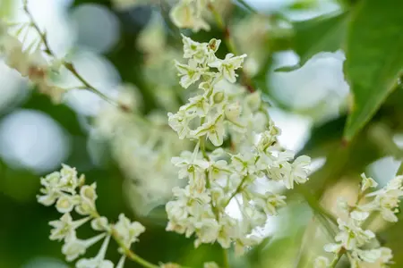 Fallopia aubertii - 2 Ltr, single cane - image 3