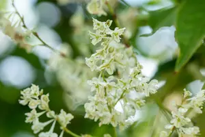 Fallopia aubertii - C2, single cane (60 cm) - image 3