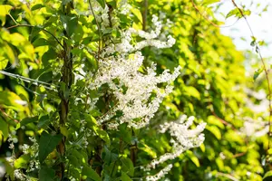 Fallopia aubertii - C2, single cane (60 cm) - image 4