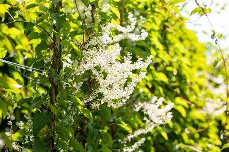 Fallopia aubertii - 30-40 CM C1.5 - image 4