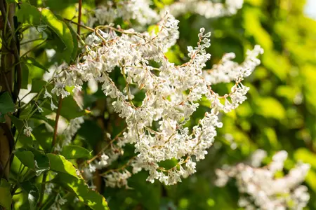 Fallopia aubertii - 150-175 CM C5 Caned - image 5