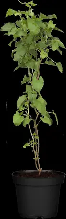 Fallopia aubertii - 2 Ltr, single cane - image 2