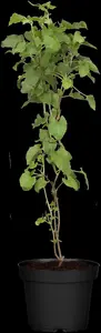 Fallopia aubertii - 2 Ltr, single cane - image 2