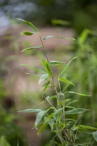 Fargesia 'Aurora'