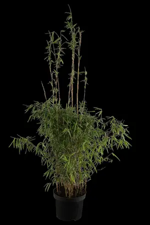 Fargesia 'Black Dragon'  - 40-60 CM C5 - image 1