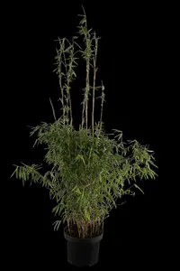 Fargesia 'Black Dragon' 
