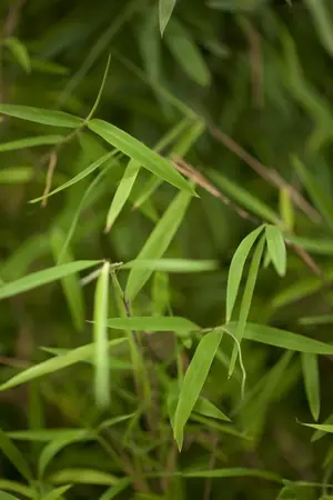 Fargesia 'Black Dragon' - 175-200 CM RB - image 1