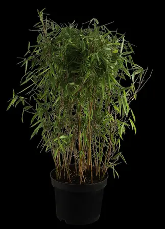 Fargesia 'Black Dragon'  - 40-60 CM C5 - image 2