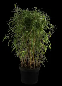 Fargesia 'Black Dragon'  - 40-60 CM C5 - image 2