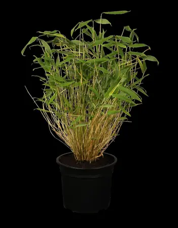 Fargesia 'Black Dragon'  - 40-60 CM C5 - image 3
