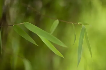 Fargesia 'Black Dragon' - 175-200 CM RB - image 2