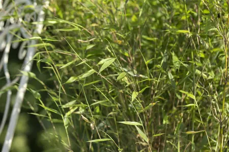 Fargesia 'Black Dragon' - 175-200 CM RB - image 3