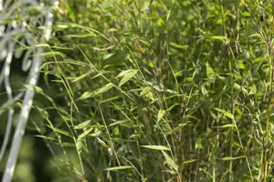 Fargesia 'Black Dragon' - 175-200 CM RB - image 3