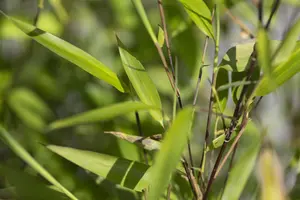 Fargesia 'Black Dragon' - 175-200 CM RB - image 5