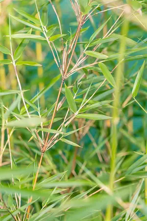 Fargesia denudata 'Xian 2' - 175-200 CM C30 - image 2