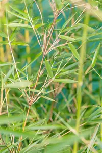 Fargesia denudata 'Xian 2' - 175-200 CM C30 - image 2