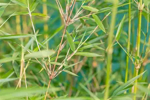 Fargesia denudata 'Xian 2'