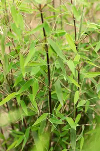 Fargesia jiuzhaigou 'Black Cherry'(Nr 4) - 150-175 CM RB - image 4