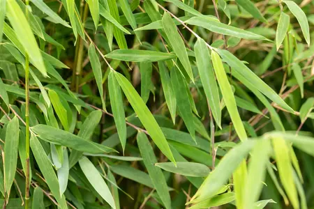 Fargesia jiuzhaigou 'Black Cherry'(Nr 4) - 175-200 CM RB - image 2