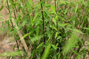 Fargesia jiuzhaigou 'Black Cherry'(Nr 4) - 175-200 CM RB - image 3