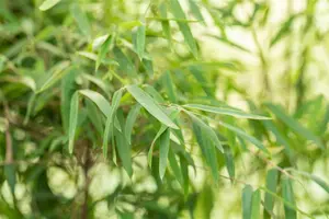 Fargesia jiuzhaigou 'Deep Purple'