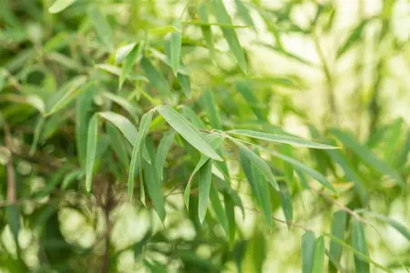 Fargesia jiuzhaigou 'Deep Purple' - 100-125 CM C10 - image 1