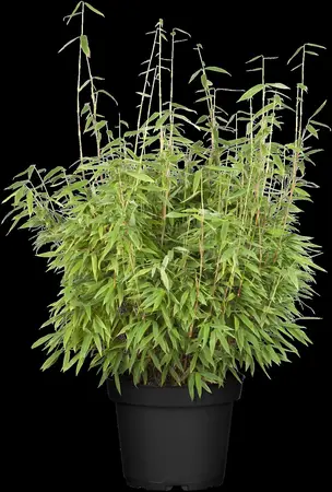 Fargesia mur. 'Dino' - 150-175 CM C20 - image 2