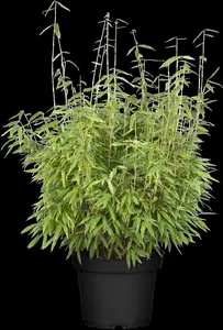 Fargesia mur. 'Dino' - 150-175 CM C20 - image 2