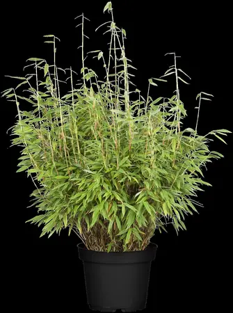 Fargesia mur. 'Dino' - 150-175 CM C20 - image 1