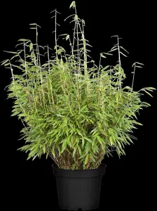 Fargesia mur. 'Dino' - 150-175 CM C20 - image 1