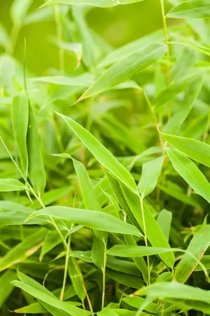 Fargesia mur. 'Jumbo' - 80-100 CM C10 - image 4